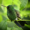 Copper-rumped Hummingbird